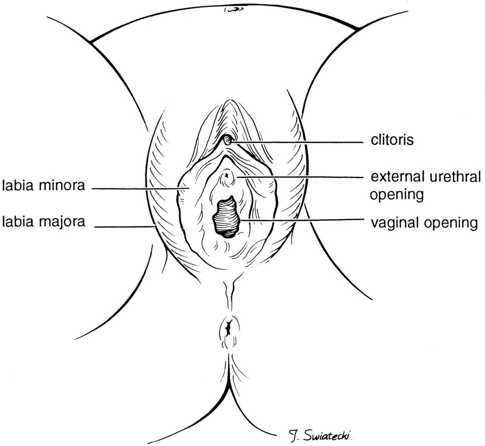 Anatomy of a womans vagina