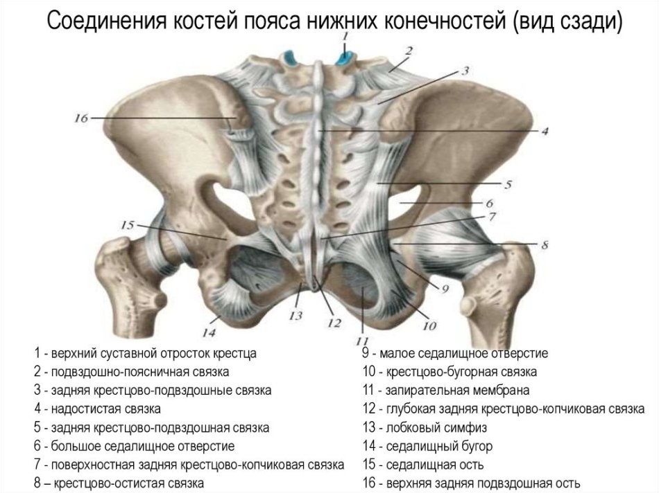 Писечки сзади 