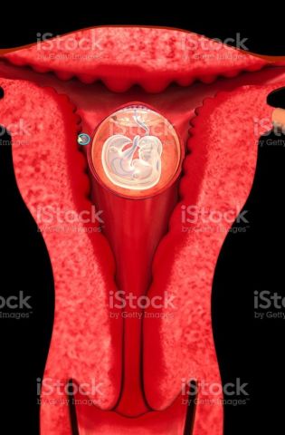 Анатомия женской репродуктивной системы (70 фото)