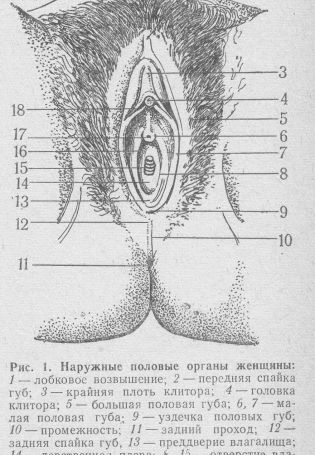 Наружные половые органы женщины (79 фото)