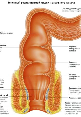 Анатомия прямой кишки у женщин (75 фото)