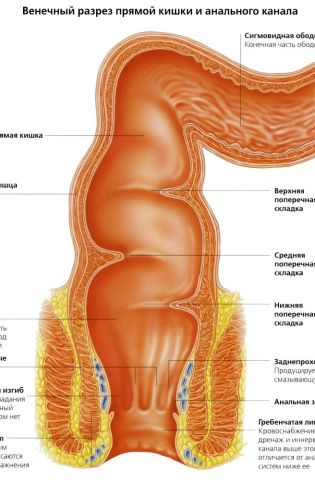 Анатомия прямой кишки у женщин (75 фото)