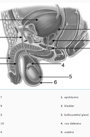 Строение женской мочеполовой системы (60 фото)