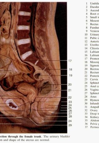 Сагиттальный разрез женского таза (58 фото)