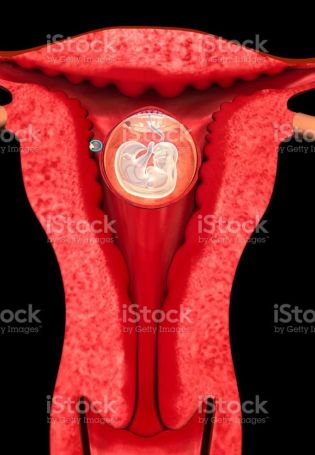 Анатомия женской репродуктивной системы (70 фото)