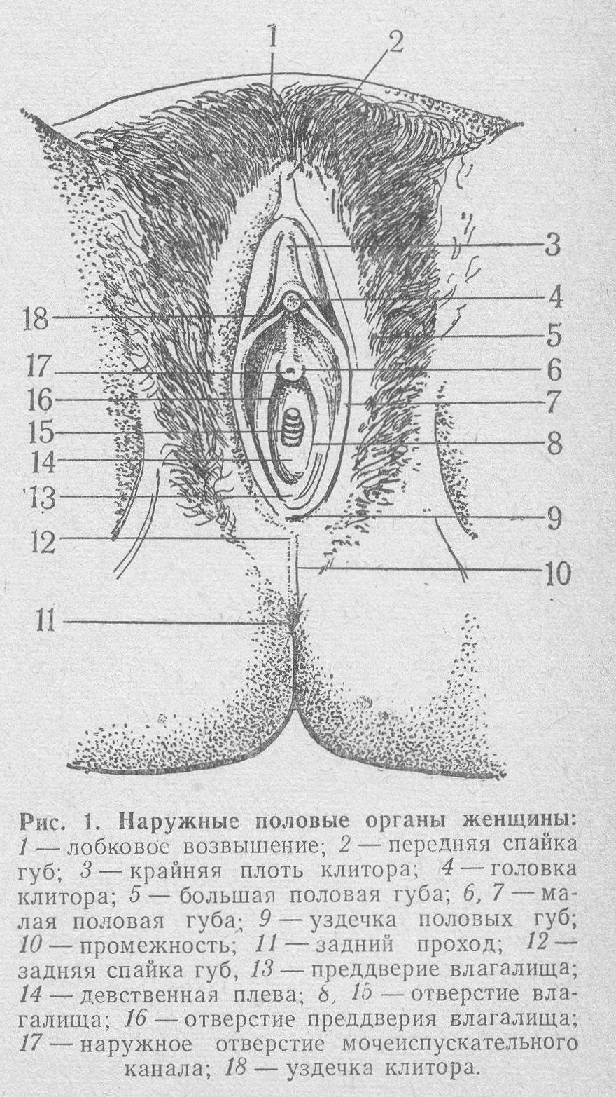 Наружные половые органы женщины (79 фото) - секс фото