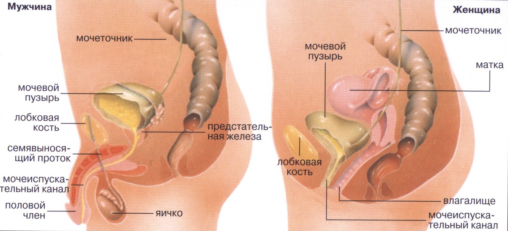 Мочевой пузырь у мужчин и женщин. Мочевой пузырь анатомия расположение. Анатомия мужской мочеполовой системы. Мочеточник у женщин расположение. Анатомия мочеполовой системы женщины.