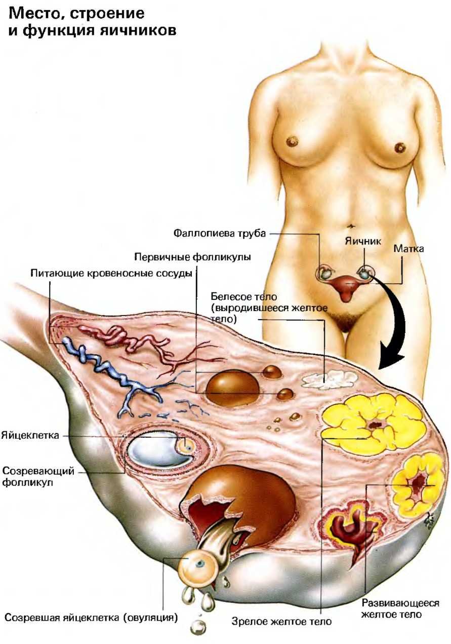 Женские половые органы яичник. Яичник строение анатомия расположение. Матка и яичники расположение анатомия. Яичники у женщин анатомия. Строение яичника женщины анатомия.