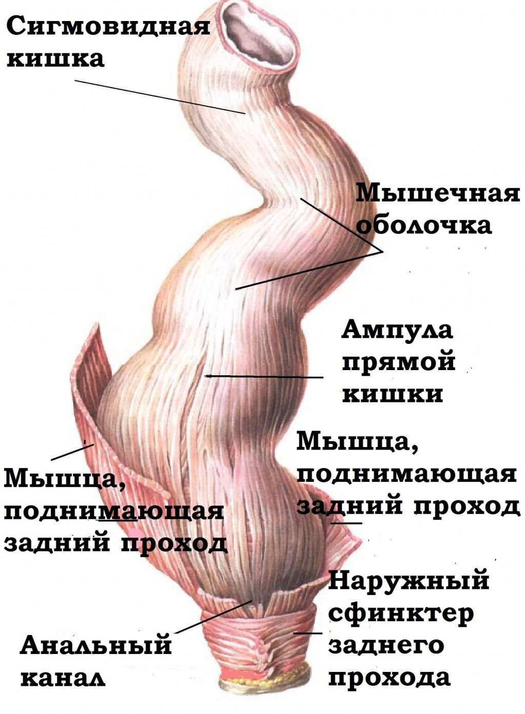 Анатомия прямой кишки у женщин (75 фото) - секс фото