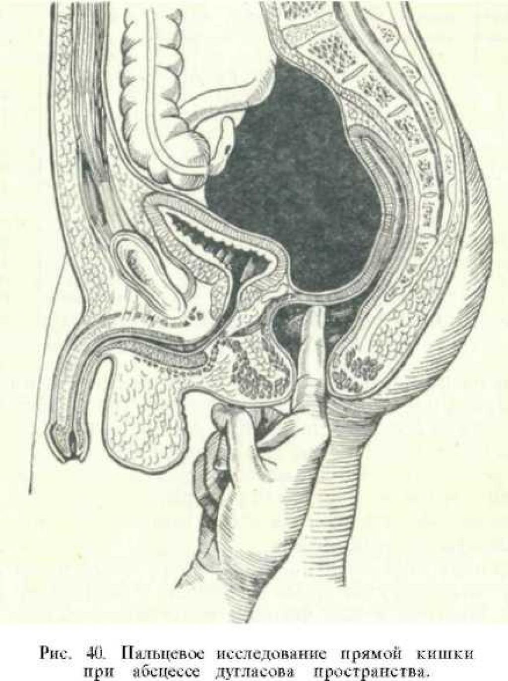 анатомия женского анала фото 41