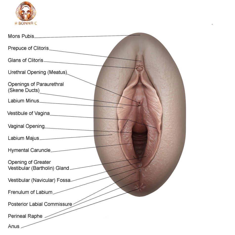 Анатомия пизды (66 фото) - секс фото