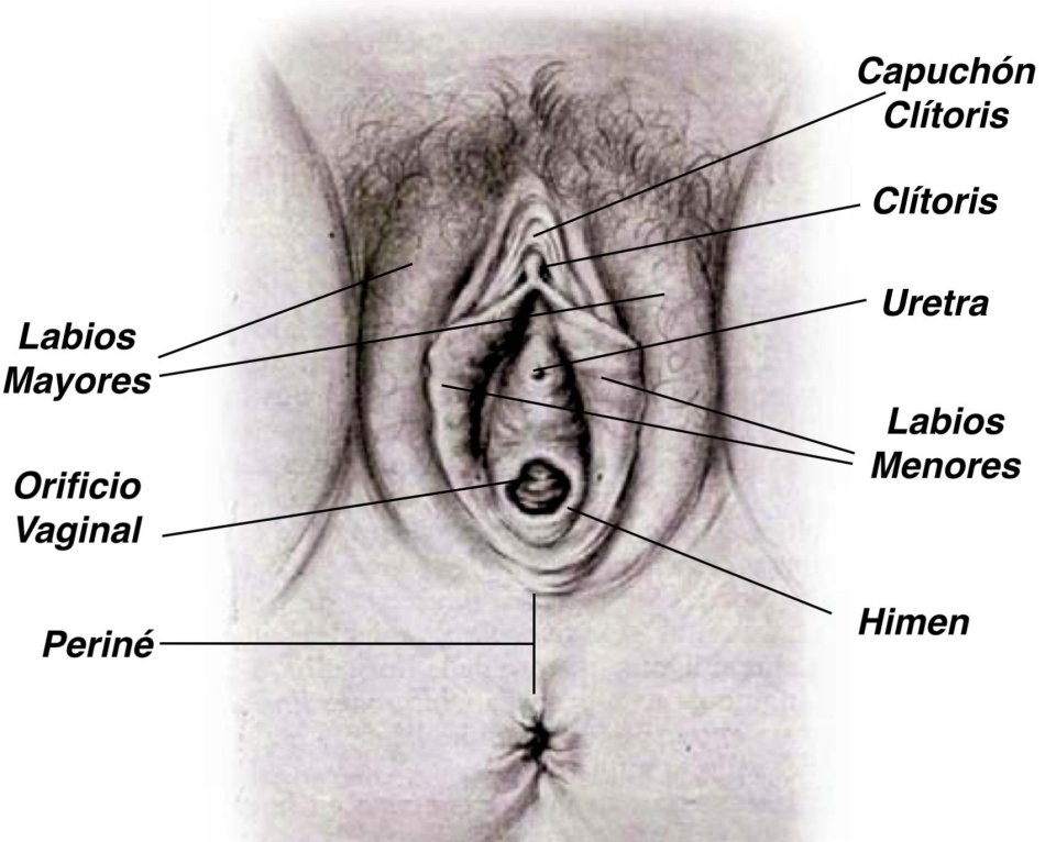 голые органы женщин