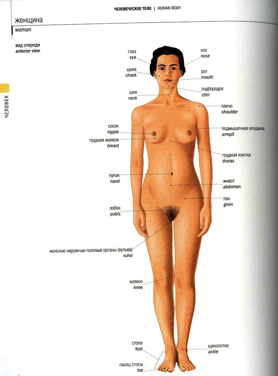 Строение внешних половых органов женщины (71 фото) .