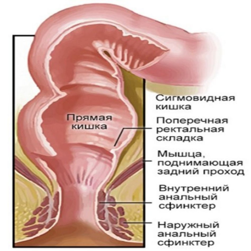 строение анала мужское фото 22