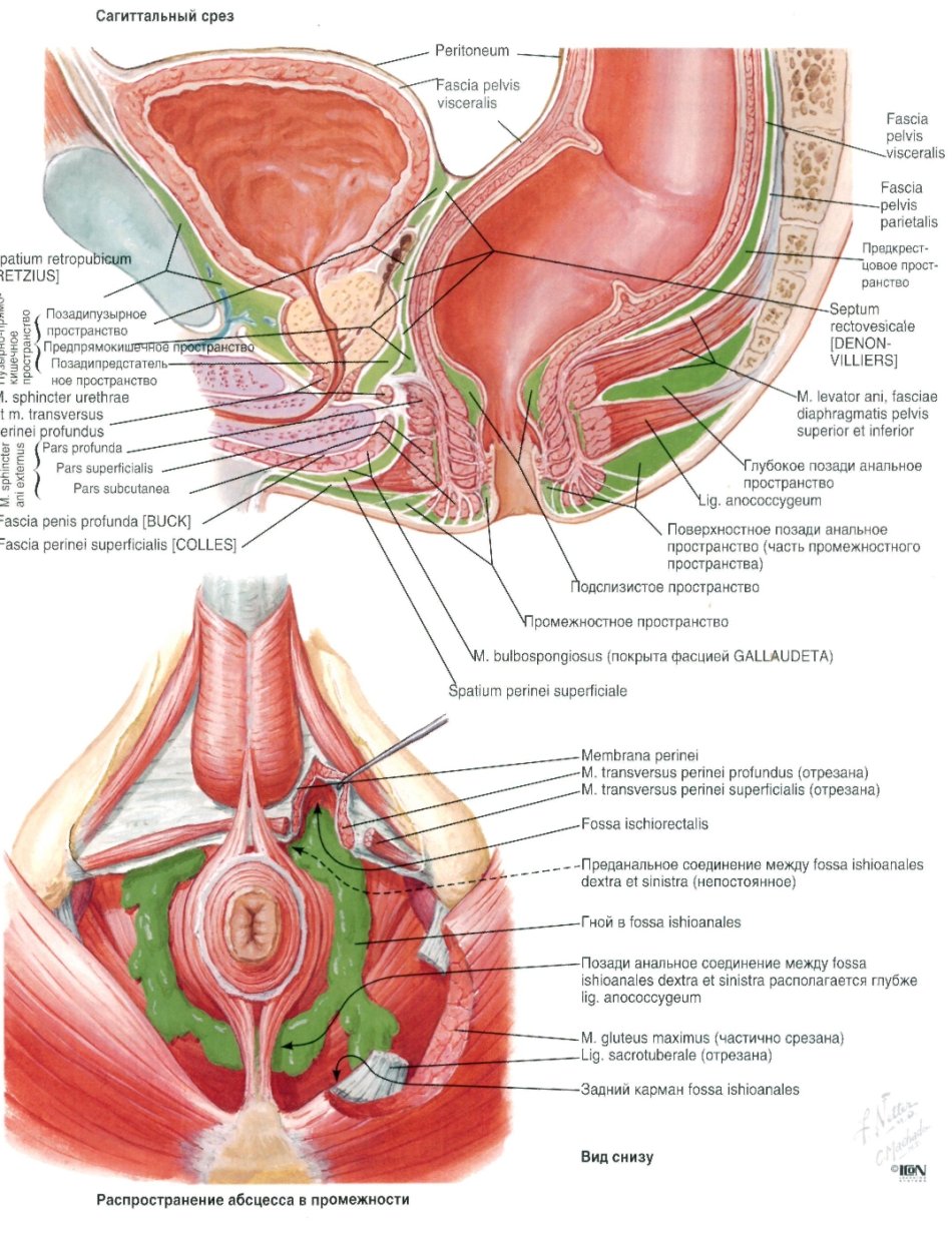 анатомия мужского анала фото 20