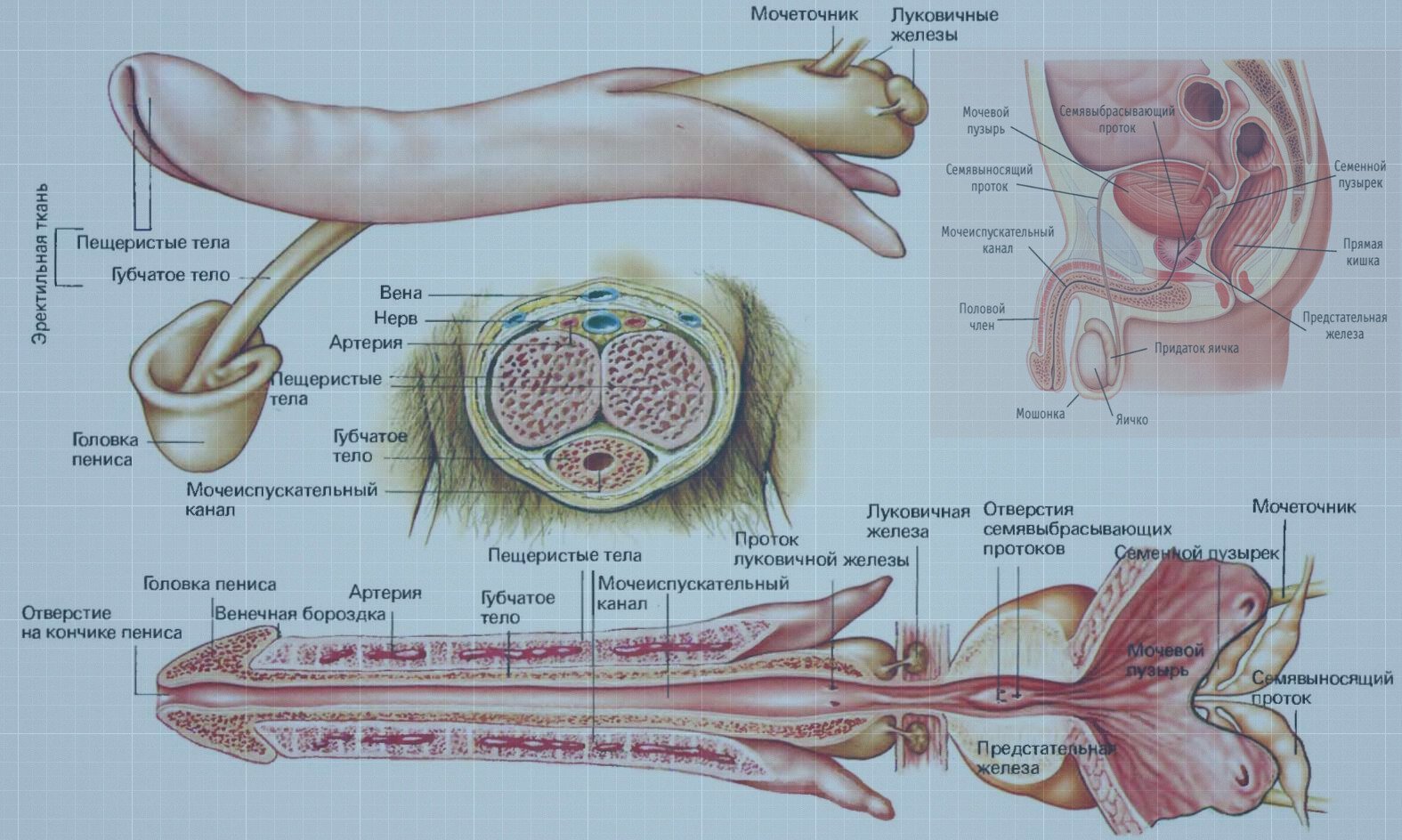строение члена у мужчин фото 13