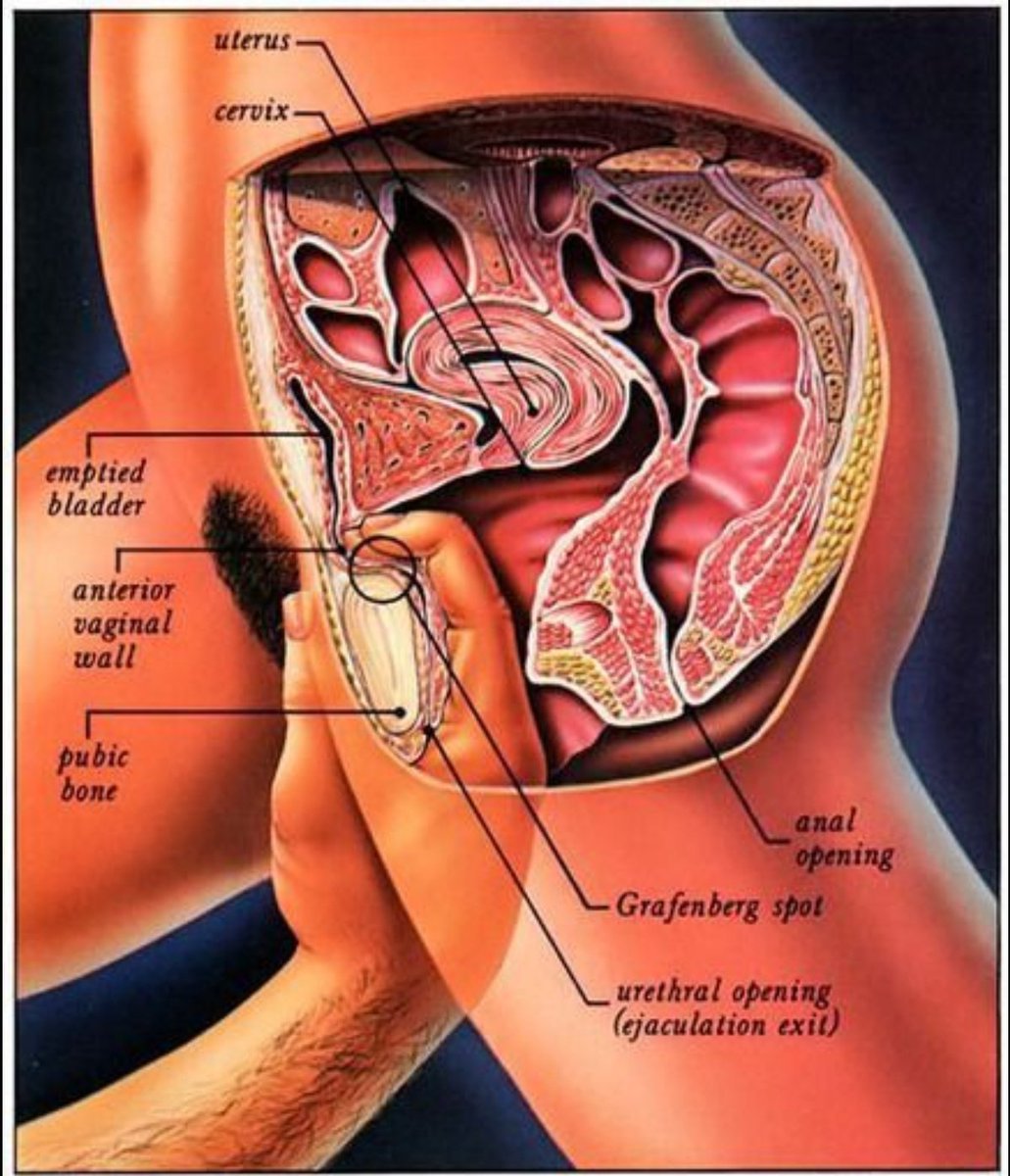 половые органы во время оргазма фото 18