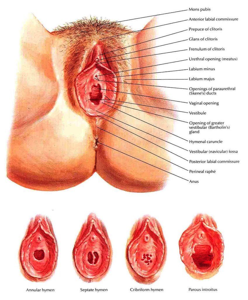 Строение женской половой системы (83 фото) - секс фото