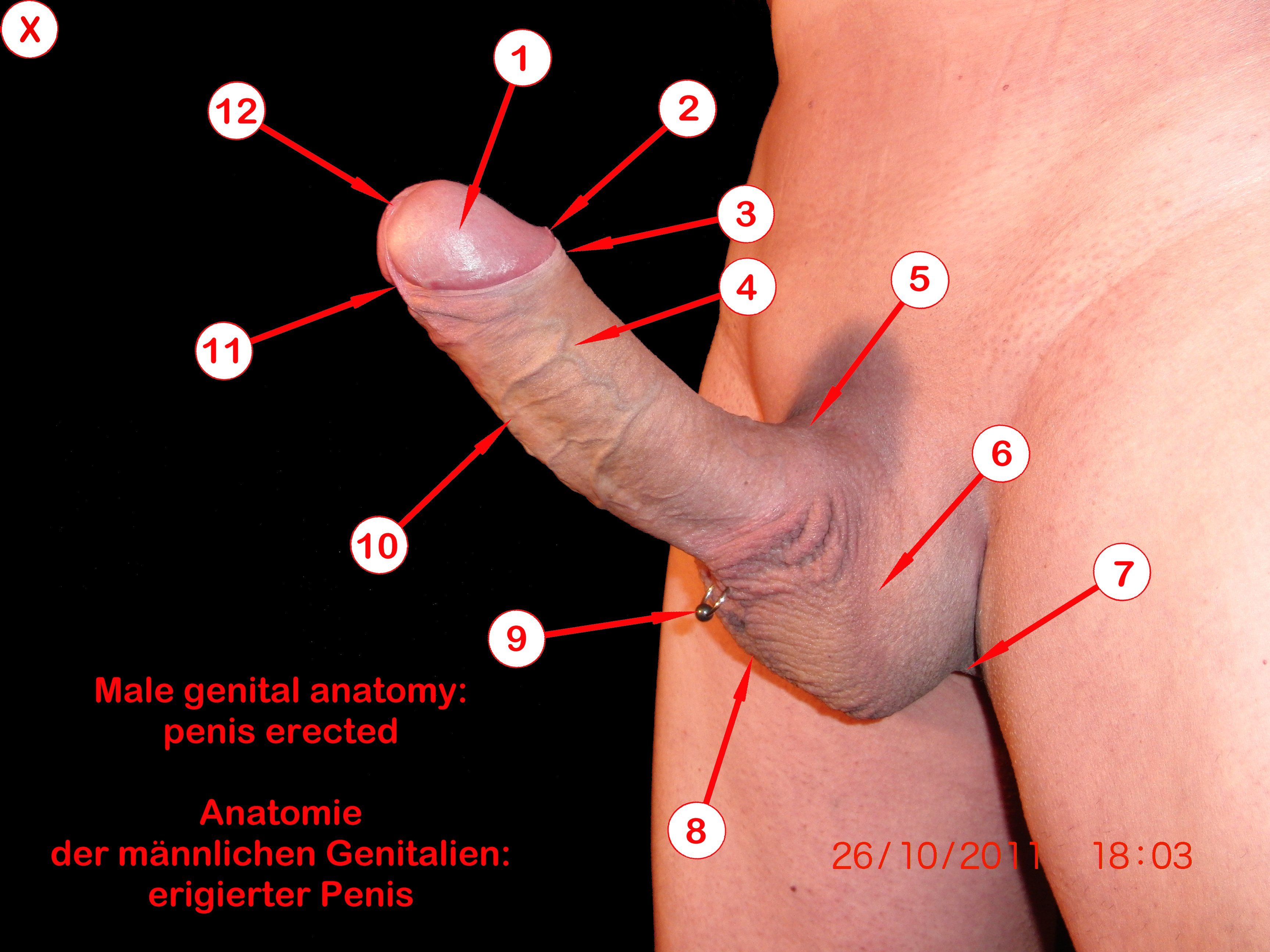чувствительная ли грудь у мужчин фото 110