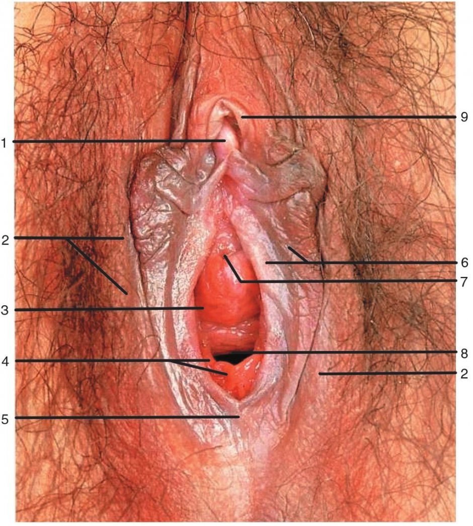 Строение женских половых органов (83 фото) - секс фото