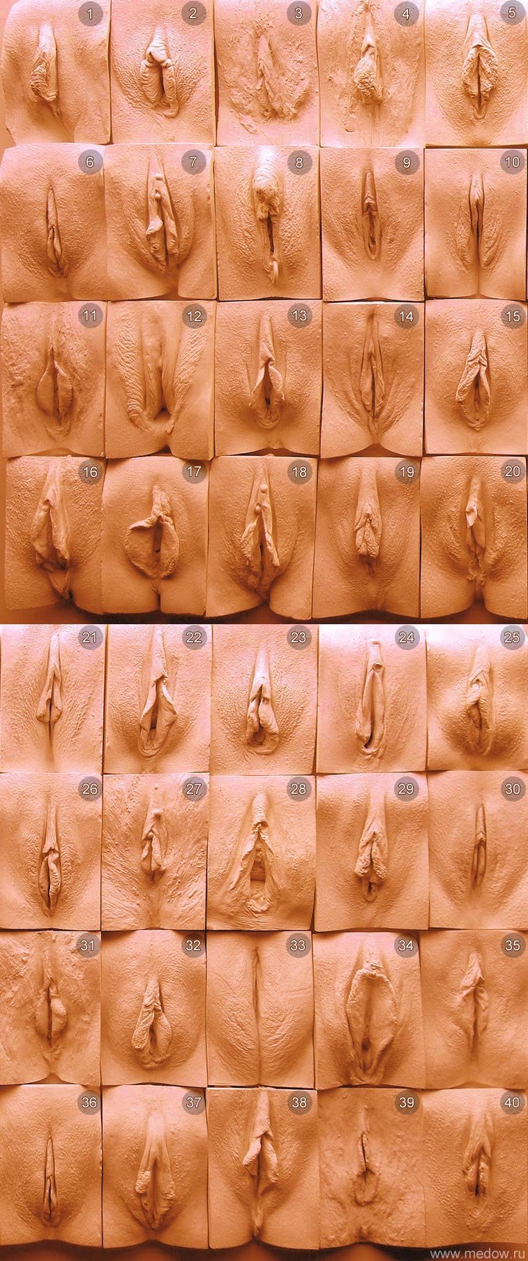 Классификация пизды » Порно фото бесплатно, без регистрации и смс