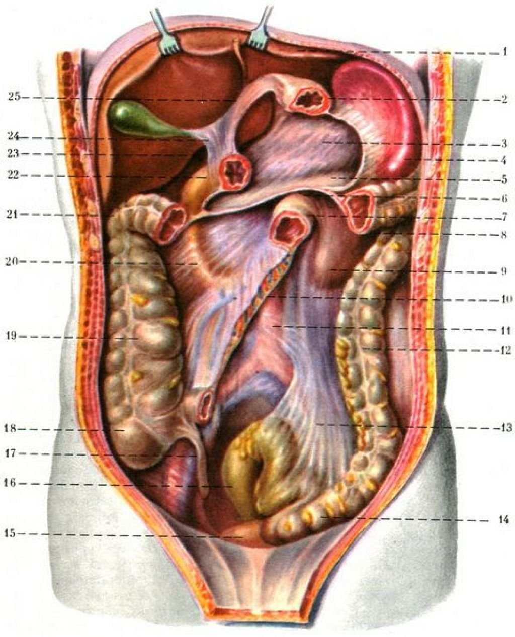 Какие железы расположены в брюшной полости. Брюшина топографическая анатомия. Топография брюшины анатомия. Строение брюшины и брюшной полости.