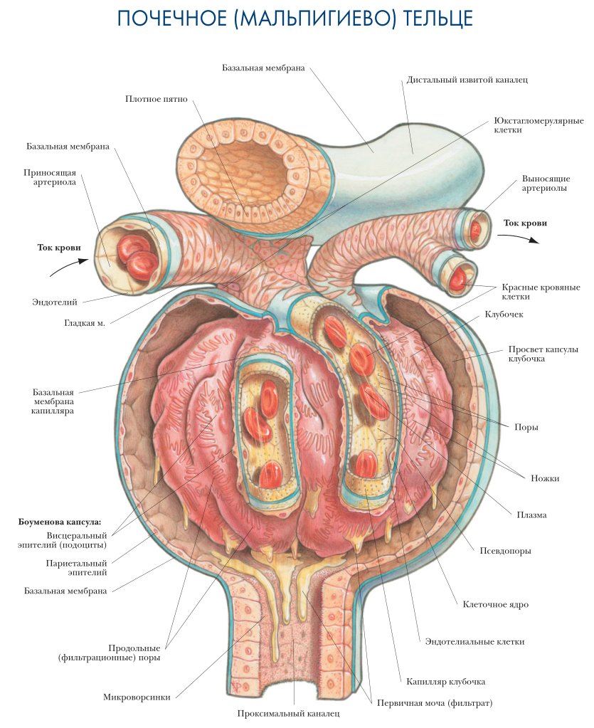 Мочеполовая система. Анатомический атлас Мочеполовая система. Мальпигиево тельце строение. Мальпигиево тельце гистология. Анатомия мочевыделительной системы атлас.