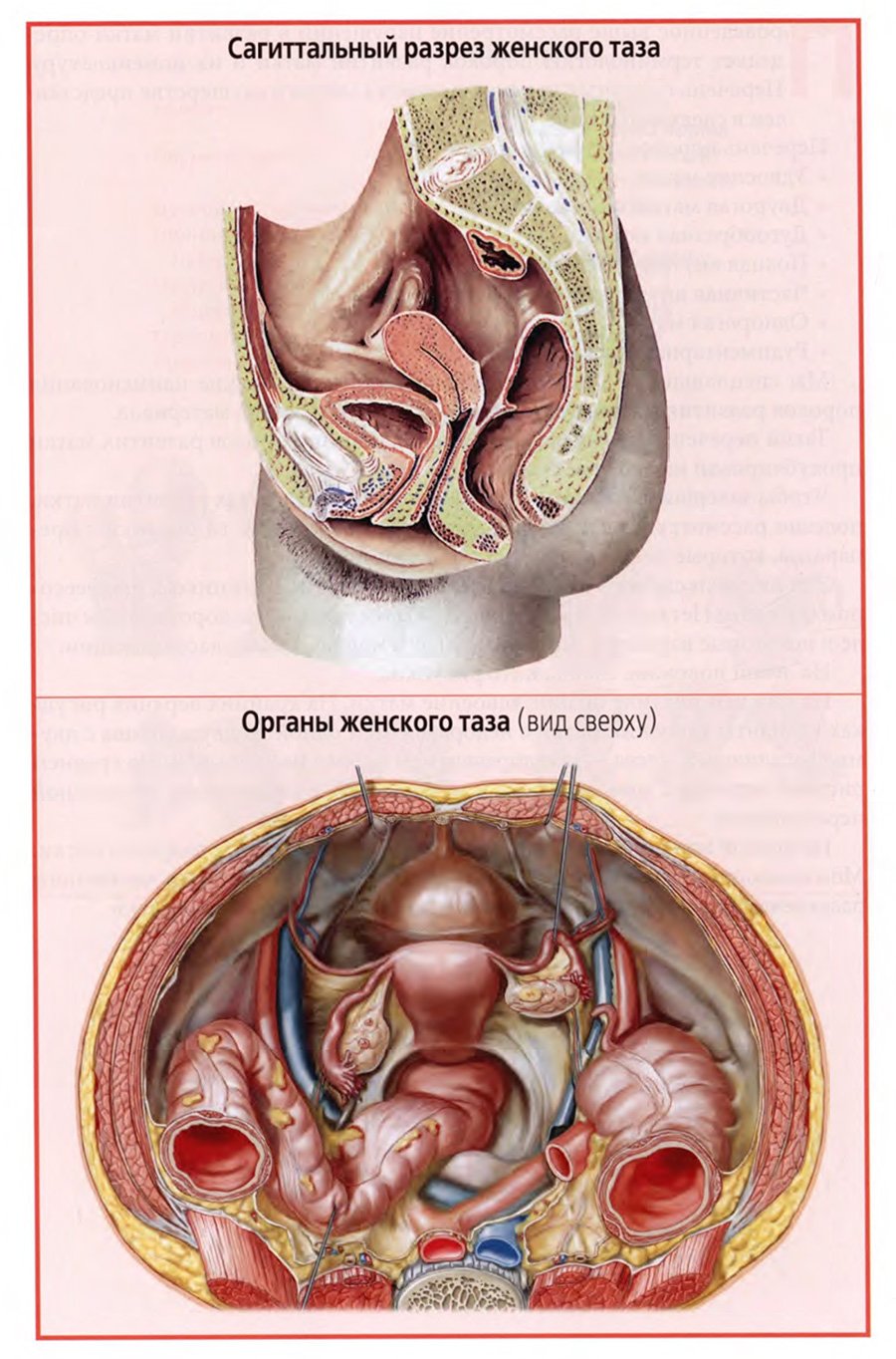 Органы таза у женщин. Анатомия строение органов малого таза. Сагиттальный разрез таза. Органы малого таза у женщин. Анатомия органов малого таза у женщин.