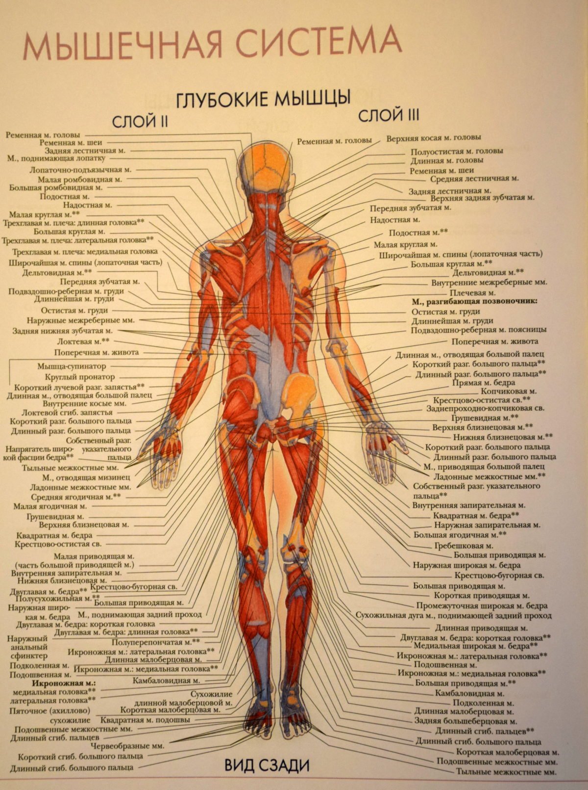 Внутренняя часть человека. Строение туловища человека анатомия органы. Строение человека внутренние органы мужчины со спины.