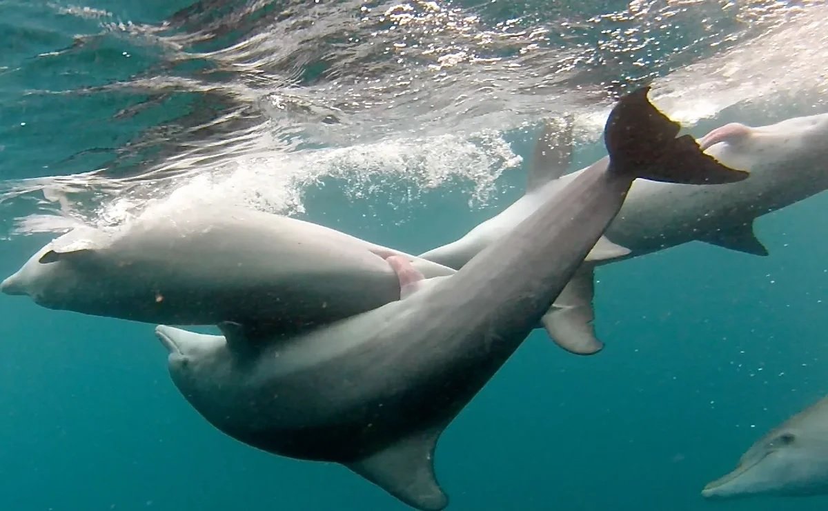 сколько длится оргазм у дельфина фото 64