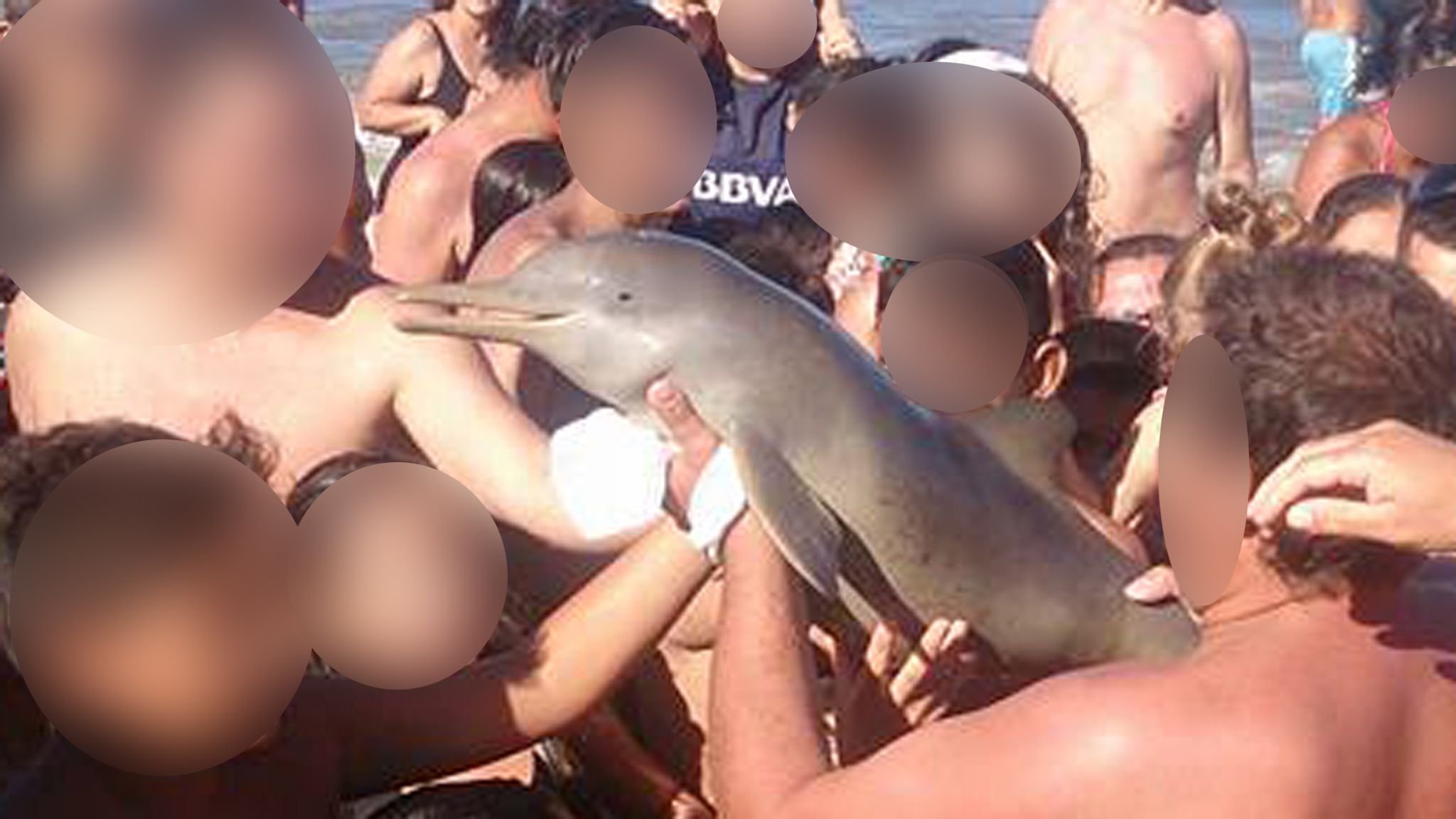 сколько длится оргазм у дельфинов фото 83