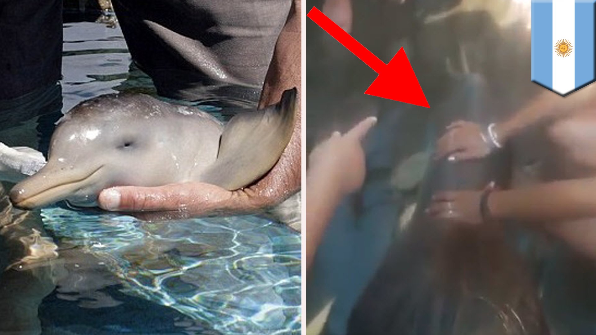 как дельфин трахает человека фото 19