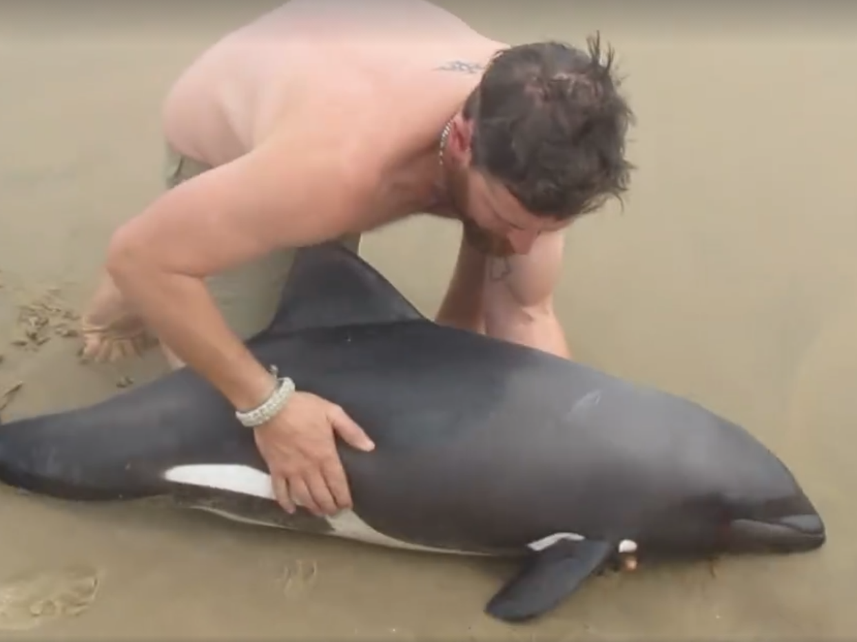 как дельфин трахает человека фото 53