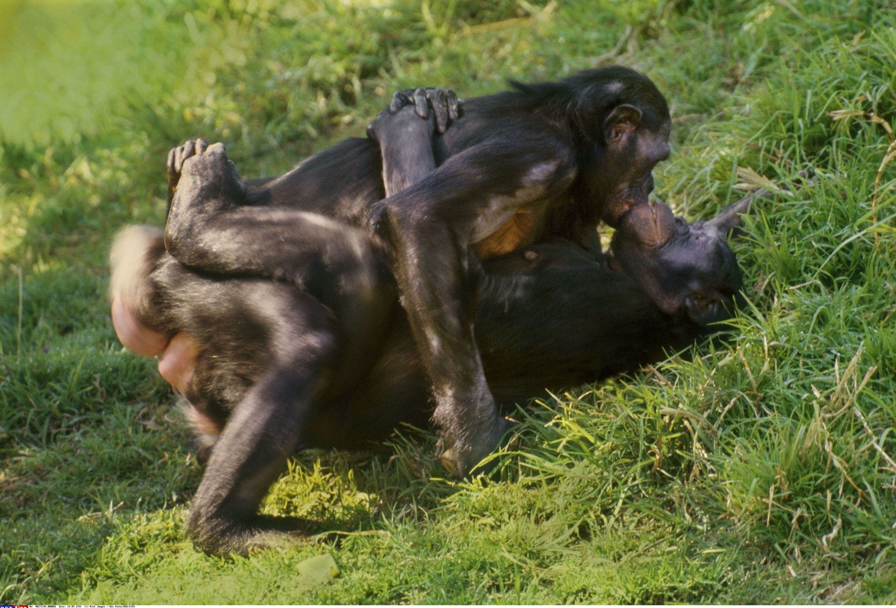 Девушка Занимается Сексом С Шимпанзе Порно Видео