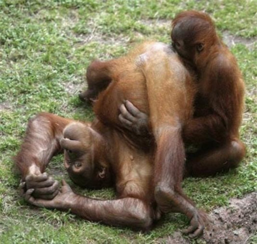 шимпанзе трахает девку фото 92