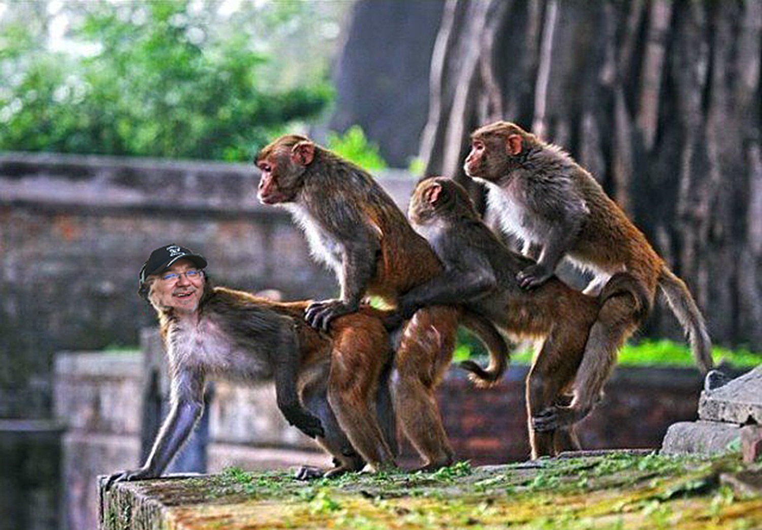как обезьяна трахает человека фото 38