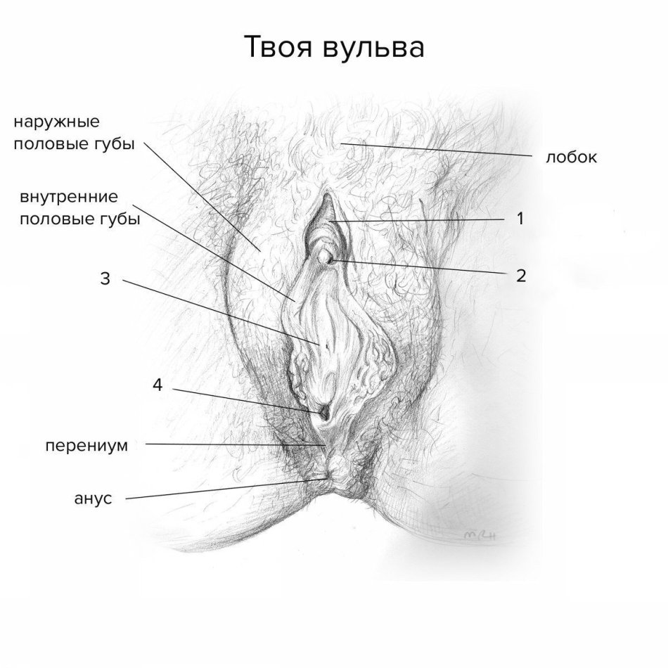 голая девушка анатомия фото 28