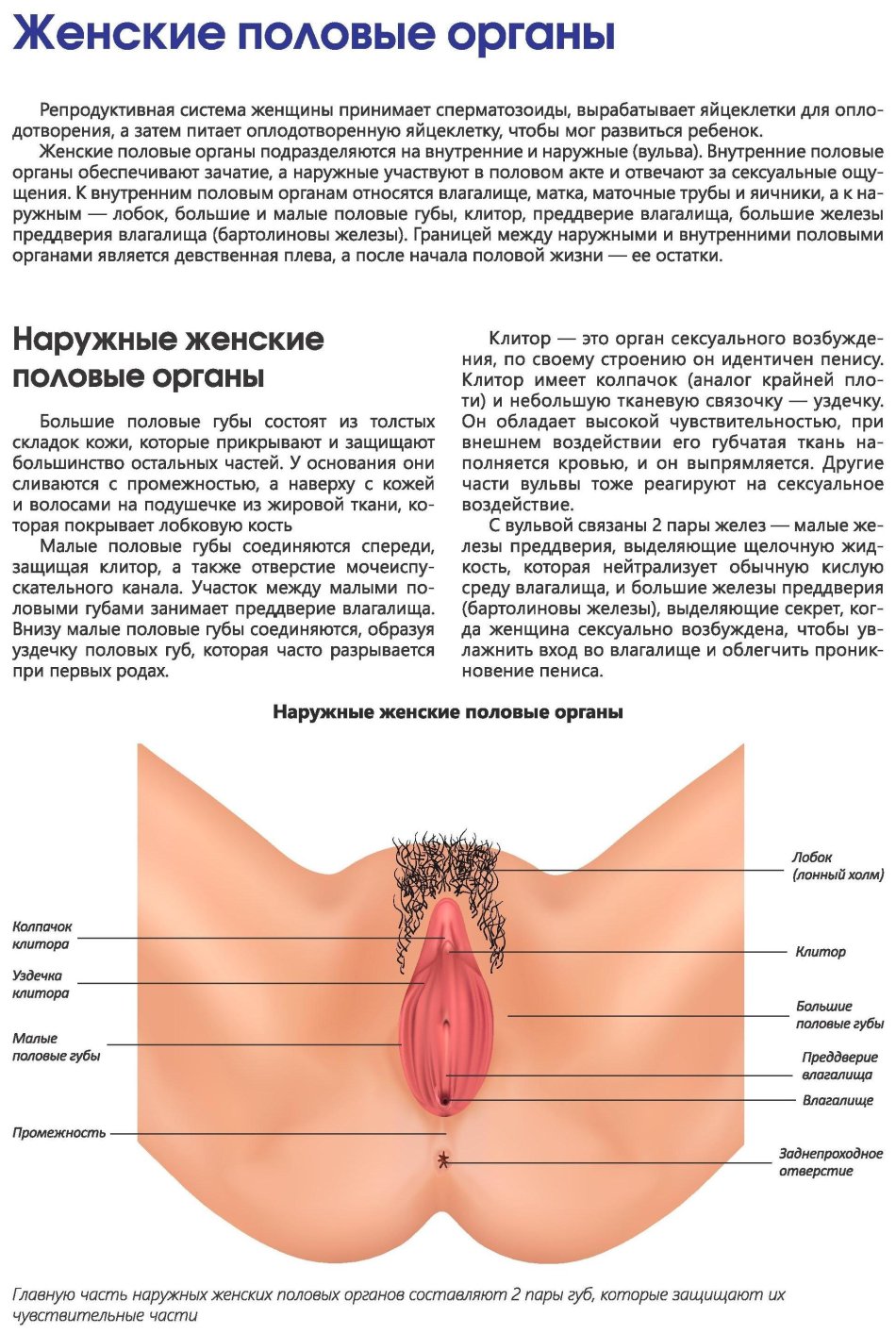 Анатомия влагалища - VMC Verte medical clinic